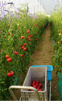 トマト収穫風景