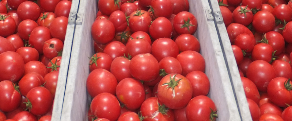 収穫したトマト