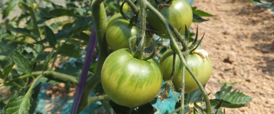トマト成長過程3