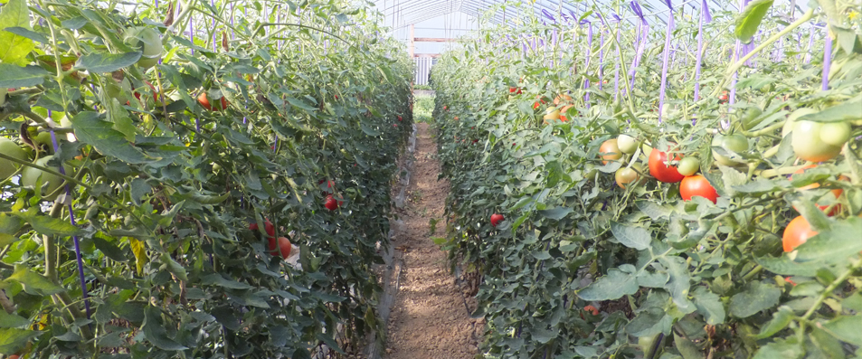 トマト成長過程4